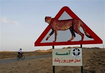 با احتیاط برانید؛ "یوزپلنگ ایرانی" در معرض انقراض است!