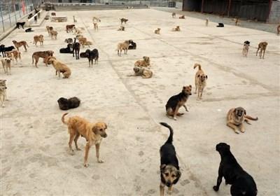ماجرای رهاسازی "سگ‌های ولگرد" توسط پیمانکاران شهرداری‌های اطراف پایتخت چیست؟