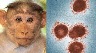 آیا ویروس آبله‌ میمون خطرناک است؟ + فیلم