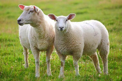 عکس | رژه دیدنی گله گوسفندان در ترکیه