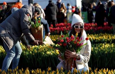 فیلم| جشن روز ملی گل لاله در آمستردام هلند