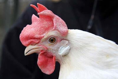 پرورش مرغ برزیلی از تولید تا بسته بندی! | رویداد24