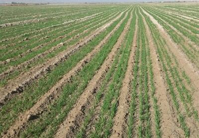 95 درصد گندم‌زارهای استان بوشهر تحت پوشش بیمه محصولات کشاورزی - تسنیم