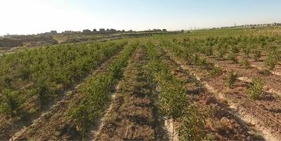 خبرگزاری فارس - پایان کاشت ۲۶۰ هکتار درخت در کشف رود