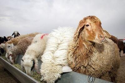 کشف ۱۲ رأس گوسفند قاچاق در آذربایجان‌ غربی