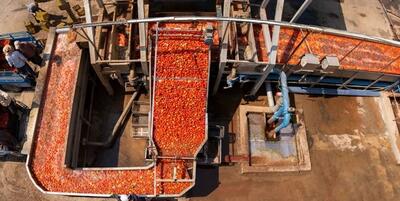 خبرگزاری فارس - مرودشت پیشتاز تولید رب گوجه فرنگی در فارس