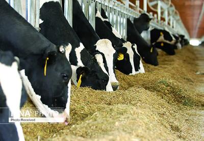 رکورد تولید شیر گاو در خوزستان شکسته شد