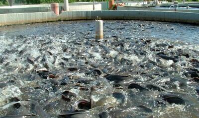 ظرفیت بالقوه لرستان در آبزی پروری/ ایجاد ۱۰ مزرعه پرورش ماهیان خاویاری در استان