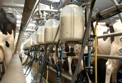 رکورد بی سابقه تولید شیر گاو در خوزستان شکسته شد