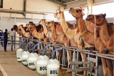 (ویدیو) مراحل پرورش شتر در کشورهای حوزه خلیج فارس؛ فرآوری گوشت شتر در کارخانه