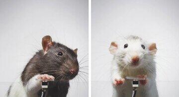 این موش ها خودشان سلفی می گیرند!