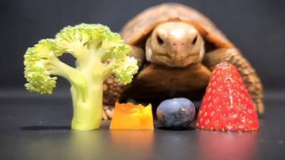 دست و پا زدن این لاکپشت برای گرفتن غذا سوژه شد+ فیلم