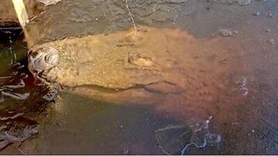 تمساح در این مناطق زیر یخ زنده می‌ماند!