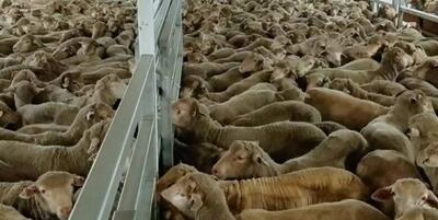 خبرگزاری فارس - واردات به کمک بازار گوشت می‌آید