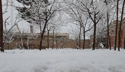خبرگزاری فارس - فیلم| بارش برف شهر خور را سفیدپوش کرد