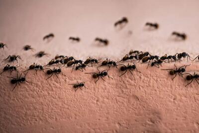 بهترین روش های دور کردن مورچه ها از خانه + 8 گیاه مفید