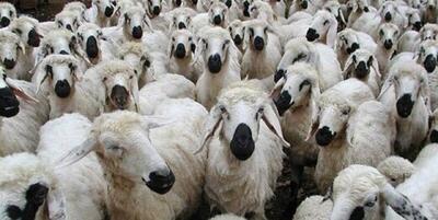 اقدام بی رحمانه قاچاقچیان: گوسفندهای زنده را به دریا ریختند + فیلم