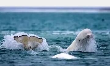 لبخند بامزه «قناری دریا»، محبوب ترین گونه‌ نهنگ+ عکس