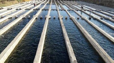ظرفیت های عظیم آبزی پروری در ایلام| صنایع تبدیلی نیاز اصلی استان است