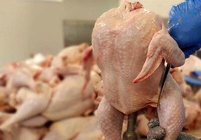 قیمت مرغ در بازار کردستان کاهش یافت - تسنیم