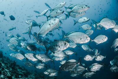 چه می‌شود اگر تمام ماهی‌های اقیانوس ناپدید شوند؟ - زومیت