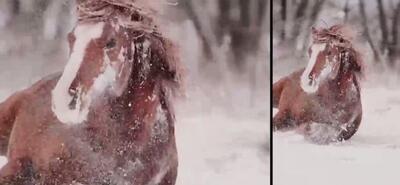شکوه اسب وحشی در میان برف (فیلم)
