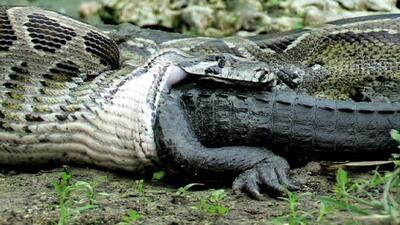 مار غول‌پیکر تمساح را یک لقمه کرد!/ عکس