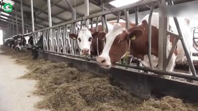 کارخانه فرآوری گوشت ؛ فرآیند پرورش میلیون ها گاو در اتاقک پلاستیکی (فیلم)