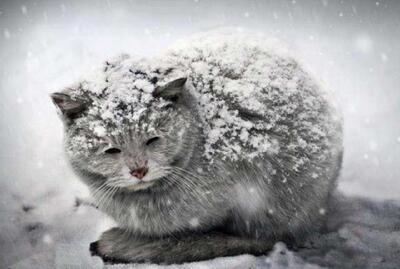 متفاوت‌ترین خانه گربه‌ها برای فرار از سرمای کشنده (فیلم)