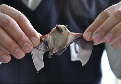 تصاویری از حضور ناگهانی یک خفاش در مسابقات ان‌ بی‌ ای! | ببینید