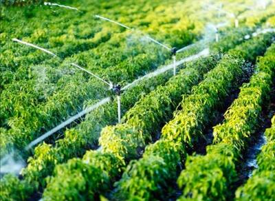 ۸۷ درصد محصولات زراعی استان همدان وابسته به آب است