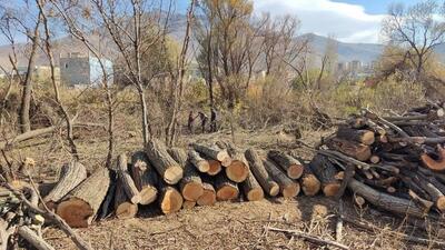 مدیران یکی از مجموعه‌های ستاد اجرایی، ۶۰ اصله درخت را در بوستان اقاقیا قطع یا از ریشه در آورد! | رویداد24