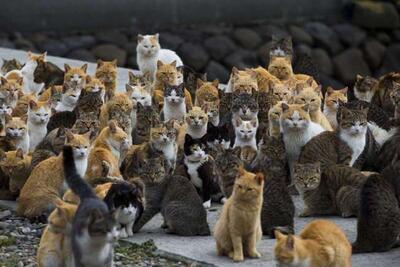 تصاویری جالب و دیدنی از جزیره گربه‌ها که جمعیت‌شان ۶ برابر آدم‌هاست!