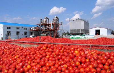 با حذف عوارض صادرات، گوجه فرنگی چند می‌شود؟