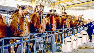 فرآیند پرورش و فرآوری شیر هزاران شتر در دبی (فیلم)