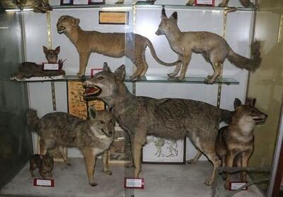 بازدید از موزه ی تنوع زیستی البرز در دهه فجر رایگان شد