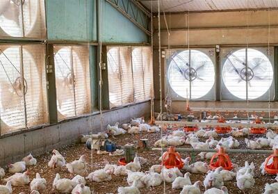 خودکفایی مهرستان در تولید گوشت مرغ - تسنیم