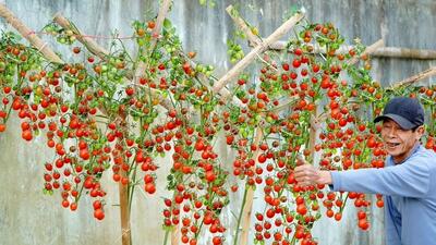 چگونه گوجه گیلاسی را در گلدان خانگی بکاریم و 13 کیلو برداشت کنیم؟ (فیلم)