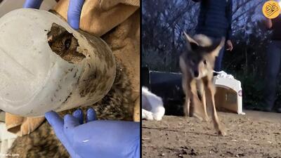 (ویدئو) گیر کردن سر یک گرگ در سطل پلاستیکی