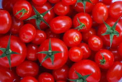صادرات ۱۵۰ هزار تن گوجه‌فرنگی از بوشهر به کشورهای حوزه خلیج‌فارس