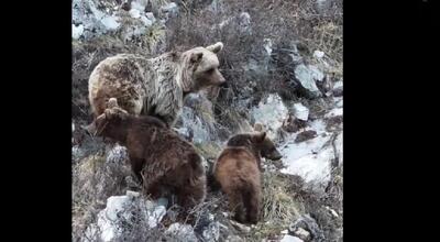 کوه‌نوردی خرس مادر و دو توله‌اش به جای خواب زمستانی (فیلم)