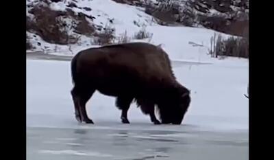 لیز خوردن گاومیش کوهان‌دار روی نهر یخ زده (فیلم)