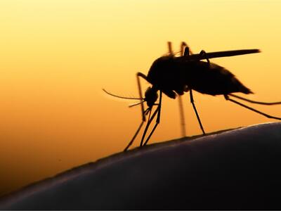 مالاریا باز می گردد؟