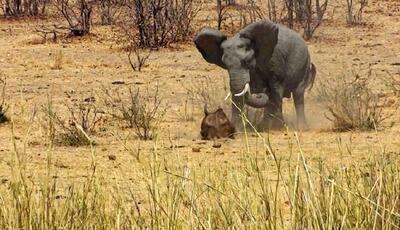 فیل خشمگین با عاج‌های تیز خود گاومیش را کشت (فیلم)