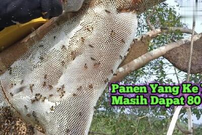 فرآیند برداشت ۸۰ کیلوگرم عسل وحشی روی درخت توسط شکارچی مالزی (فیلم)