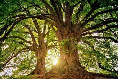 محققان: درختان با گرم‌شدن آب‌و‌هوا برای تنفس تلاش می‌کنند