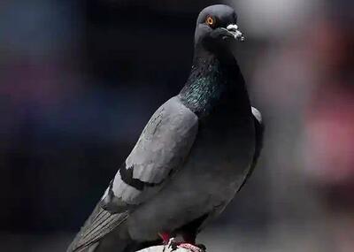 هند کبوتر متهم به جاسوسی برای چین را بعد از هشت ماه آزاد کرد