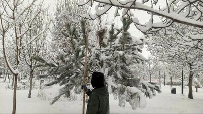 برف تکانی درختان توسط ۵۰۰ نفر نیروی فضای سبز مشهد در حال انجام است