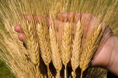 افزایش تولید گندم با معرفی ۵ رقم جدید
