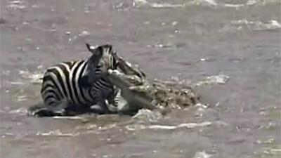 گورخر بدشانس هنگام عبور از رودخانه خوراک تمساح گرسنه شد (فیلم)